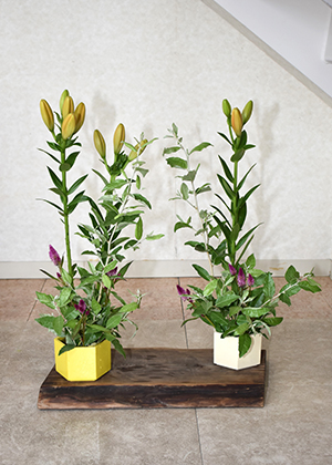 ７月